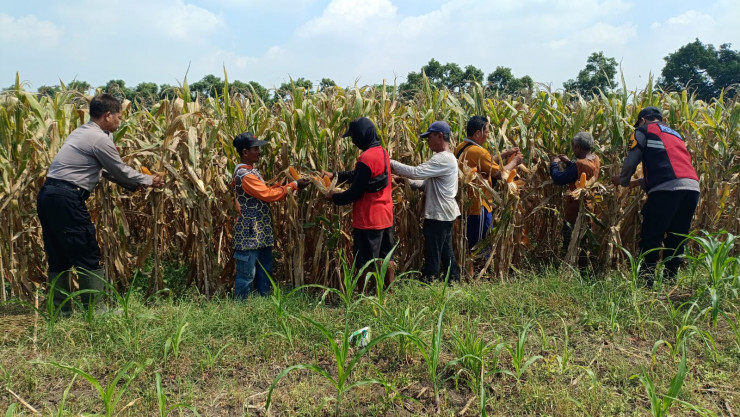 Kompak Wujudkan Swasembada Pangan, Polisi dan Petani di Balongbendo Kelola Tanaman Jagung
