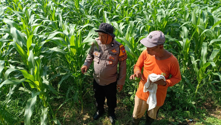 Perkuat Swasembada Pangan di Sidoarjo, Polsek Balongbendo Pantau Perkembangan Tanaman Jagung Hibrida