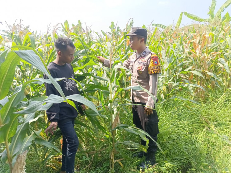 Polsek Tarik bareng Petani Kelola Lahan Jagung Wujudkan Swasembada Pangan