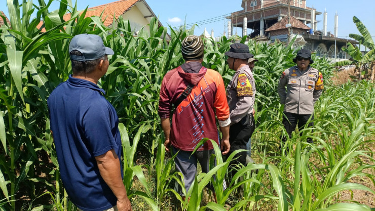 Polsek Balongbendo Perkuat Swasembada Pangan Nasional Bersama Petani