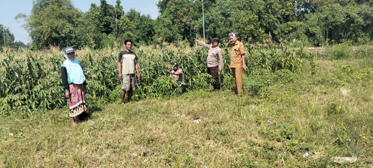 Polisi dan Petani Kelola Tanaman Jagung di Desa Kemantren, Untuk Peningkatan Swasembada Pangan
