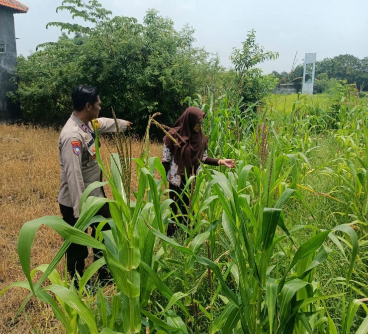 Polsek Krembung Apresiasi Sekolah Turut Dukung Ketahanan Pangan Melalui Tanaman Jagung