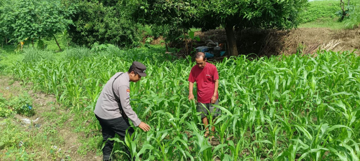 Bhabinkamtibmas Desa Trompoasri Pantau Pertumbuhan Jagung, Wujud Jalankan Ketahanan Pangan