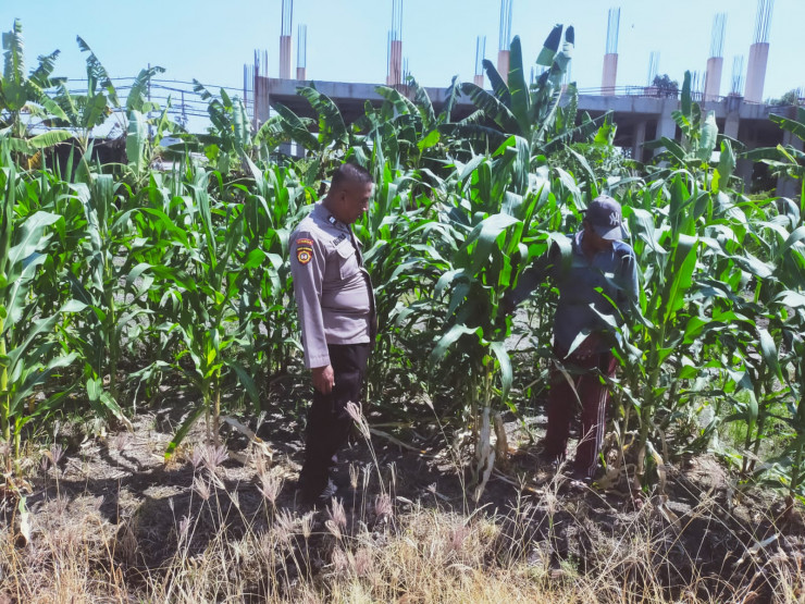 Tingkatkan Swasembada Pangan, Polsek Sedati Dampingi Pengembangan Lahan Jagung