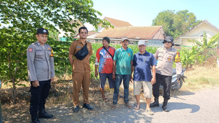 Polsek Balongbendo Ajak Petani Perhatikan Perkembangan Jagung Hibrida di Desa Singkalan